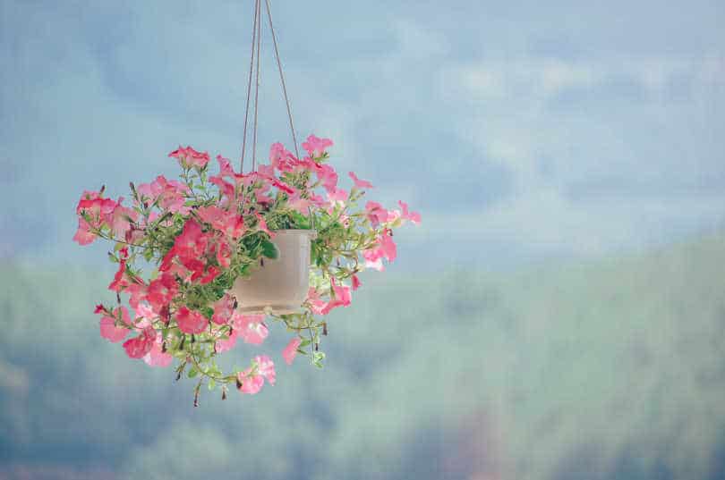 Colorful Flowers in Outdoor Hanging Planter