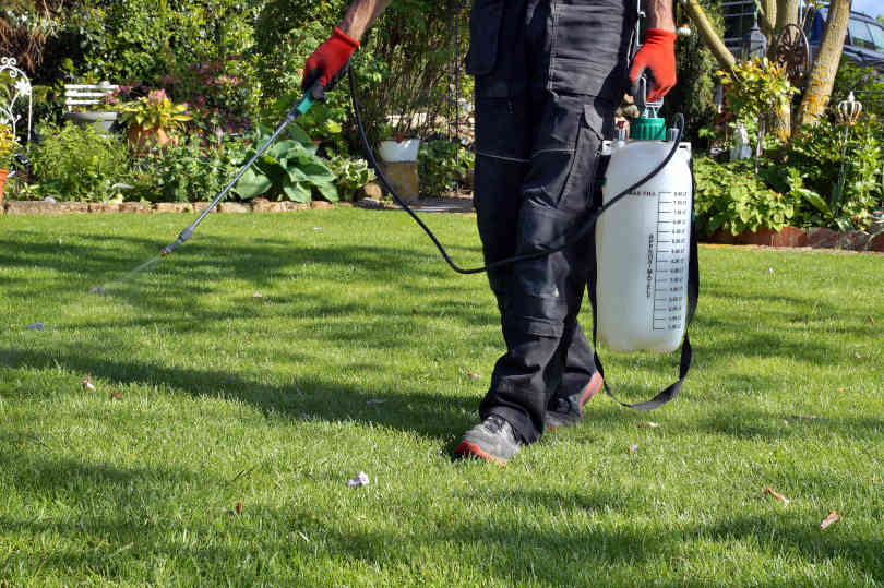 Gardener spraying weed killer on the lawn