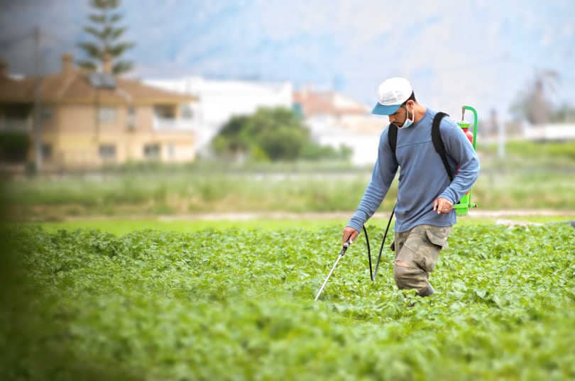 Man spraying organic weed killer in potato field