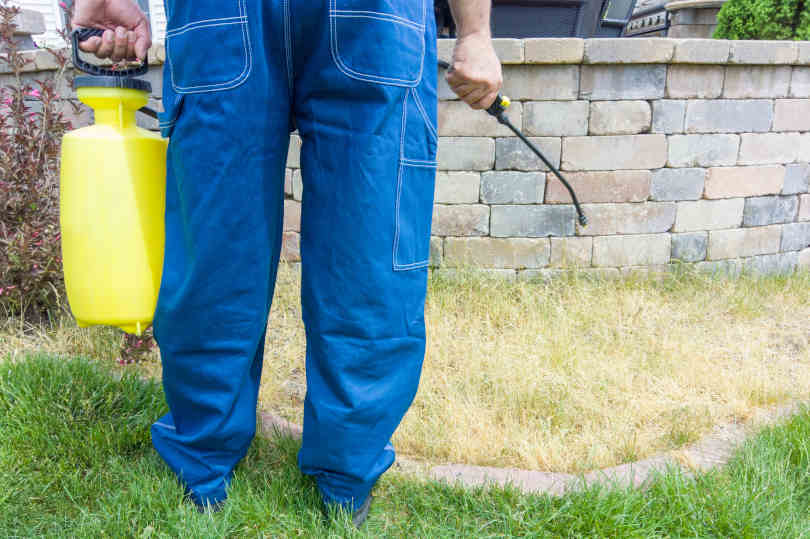 Gardener spraying a patch of grass with weed killer using a portable sprayer