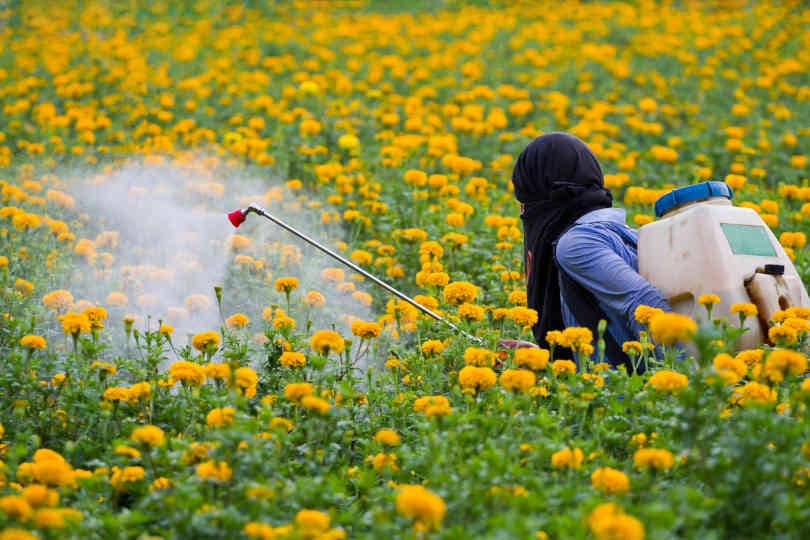 Gardener spraying pesticides in the flower garden with backpack sprayer