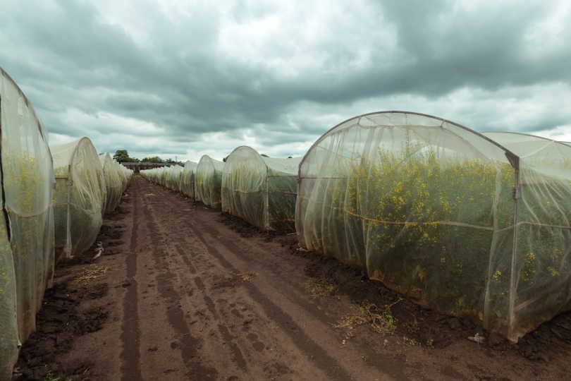 Organic sustainable growing rapeseed experiment in controlled conditions, rapeseed canola cultivated in protective net housing against insects