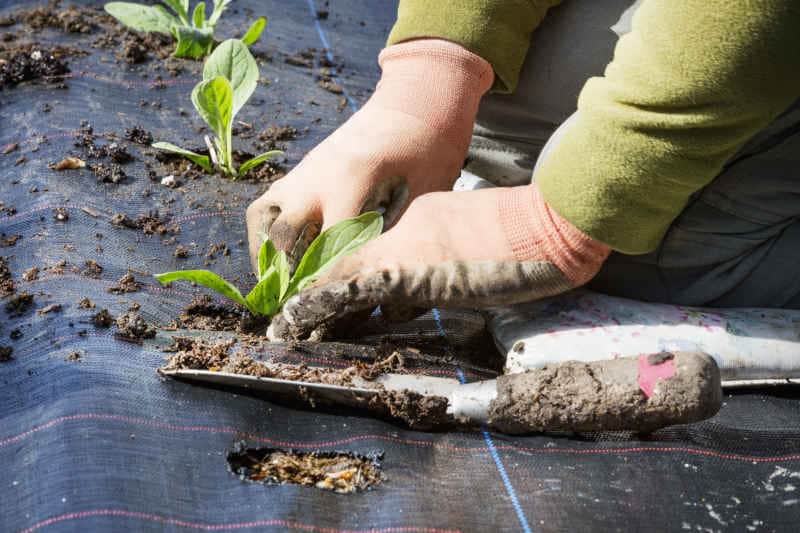 A person kneeling and planting small plant plugs with root networks into a soil bed covered with moisture retaining matting.