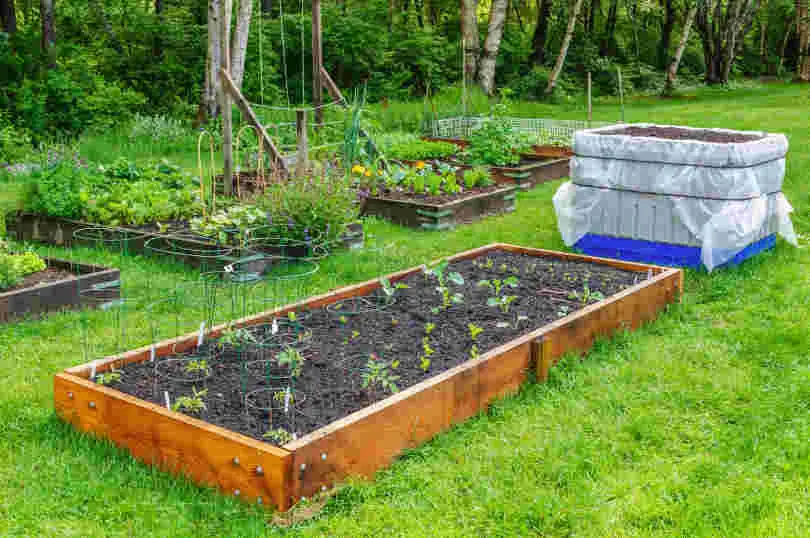 Plants grown in the raised garden bed at the backyard