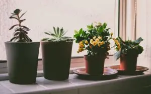 Succulents in the planter kept on the plant saucer