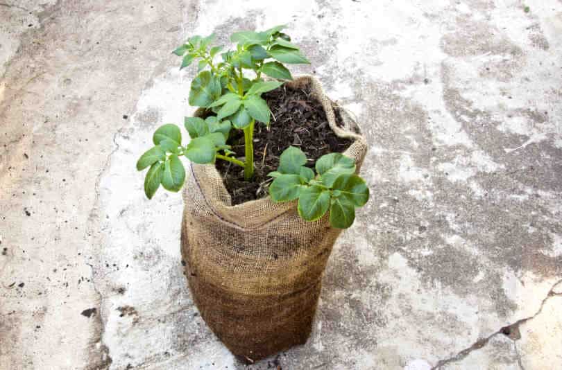 Single Potato Plant Growing in Potato Grow Bag