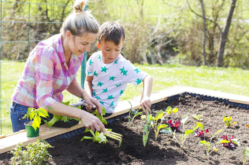 Mother and her son planting seedlings in the raised bed in her garden