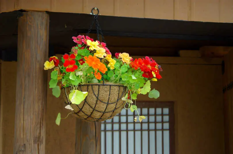 Colorful Plants in a Indoor Hanging Planter