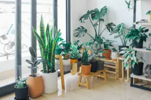 Various Indoor plants put in the planter