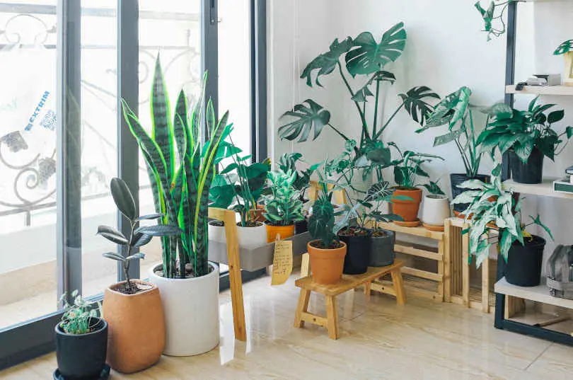 Various Indoor plants put in the planter