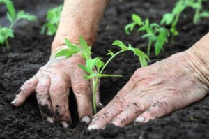 Gardener planting tomato seedling