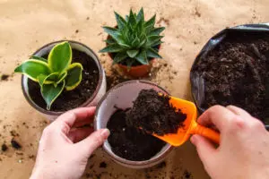 Succulent pot is being filled with soil and transplanting plant