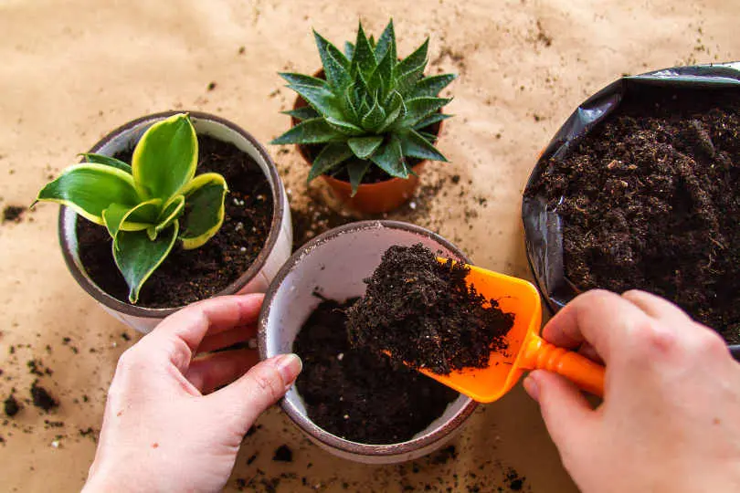 Succulent pot is being filled with soil and transplanting plant