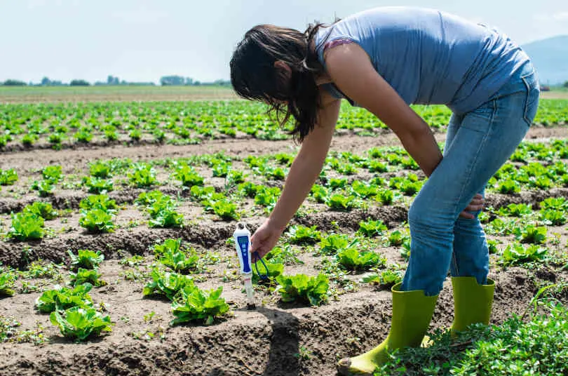 Woman using soil pH meter in the Lettuce plants