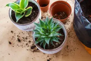 Transplanting succulent into a pot