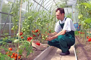 Worker harvests tomatoes in the greenhouse of transparent poly-carbonate