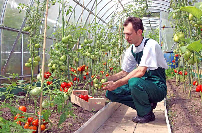 Worker harvests tomatoes in the greenhouse of transparent poly-carbonate