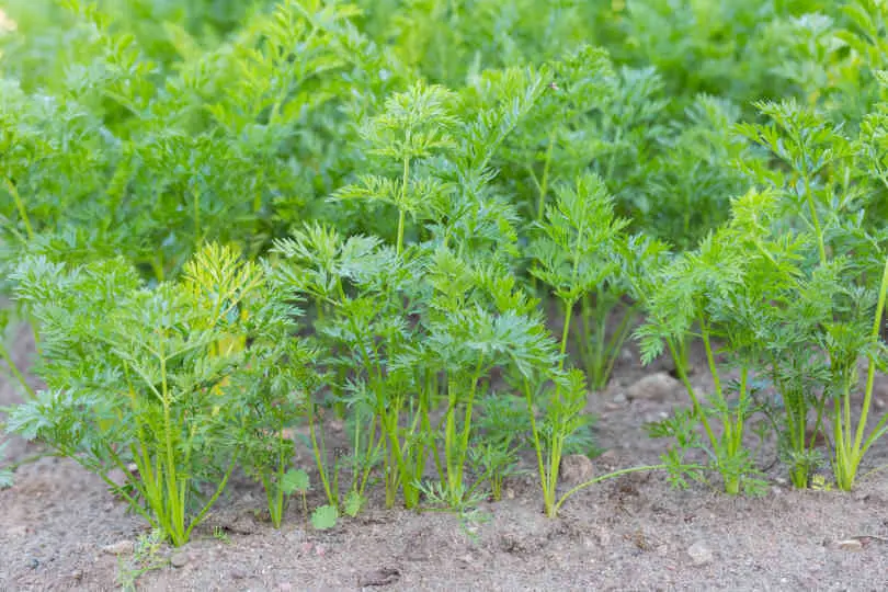 Young carrots growing in vegetable garden