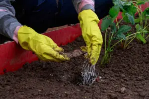 Application of fertilizers before planting strawberry seedlings