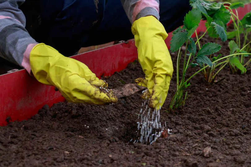 Application of fertilizers before planting strawberry seedlings