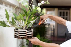 Gardener applying an nature fertilizer to his orchid flower plant