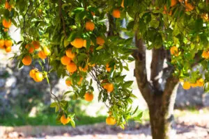 Orange tree with ripe fruits