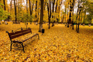 Leaf fall in the park in autumn with bench.