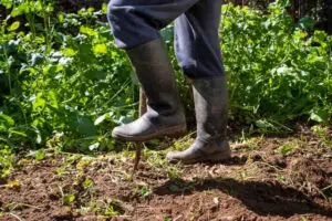 Man is digging spring soil with spading fork in a garden
