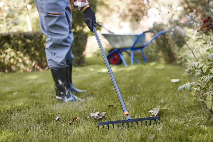 Gardener raking leaves in the garden with bow rake