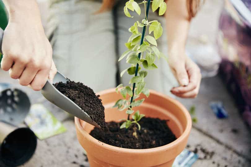 Gardener potting up a young plant in a terracotta pot and adding soil around the base with a trowel.