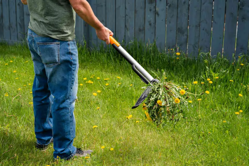 Man removing weeds dandelions from yard with stand up weeder