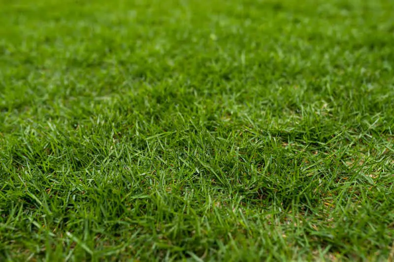 Green lawn on ground