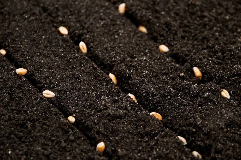 Seeds sown with seed dispenser