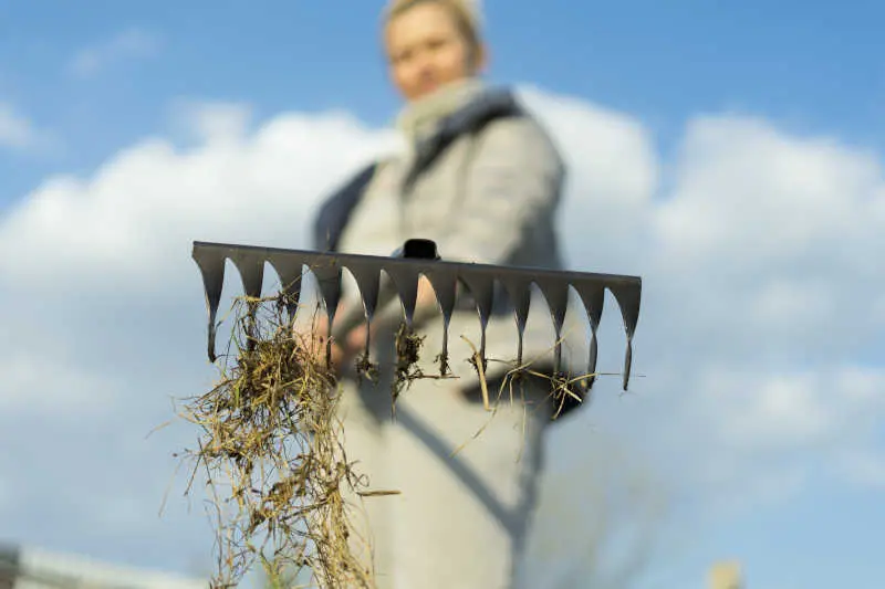 A woman in the garden with a rake in her hands removes dead grass after winter.