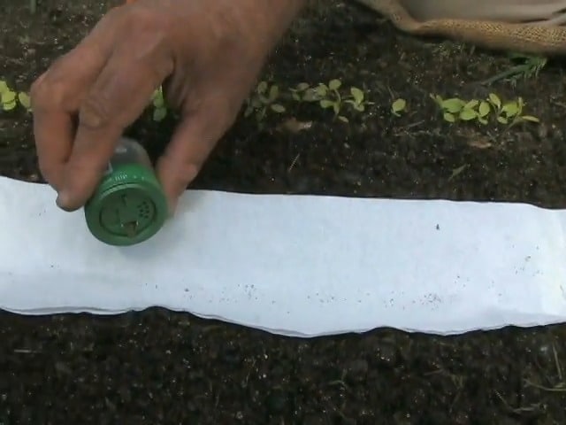 Gardener Dispensing Tiny Seed with Seed Dispenser