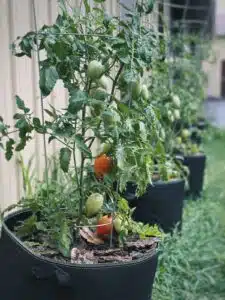 Are Grow Bags Good for Tomatoes
