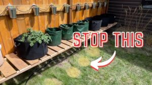 Can Grow Bags Be Placed on the Ground