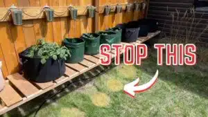 Can Grow Bags Be Placed on the Ground