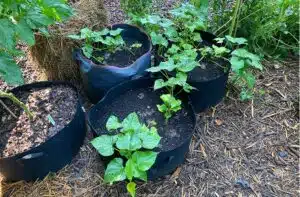 Can Grow Bags Sit in Water