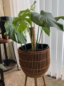 Can I Use Grow Bags for Indoor Plants