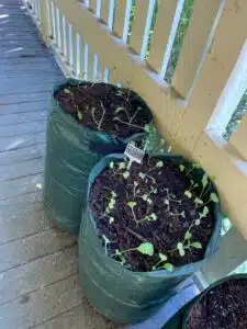 Can You Grow Carrots in a Grow Bag