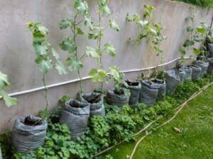 Can You Grow Cucumbers in a Grow Bag
