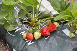 Can You Grow Strawberries in a Grow Bag