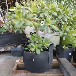 How Long Do Fabric Grow Bags Last