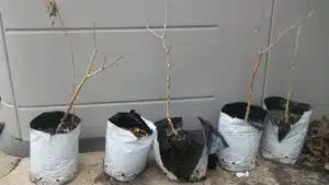 How Long Do Grow Bags Last