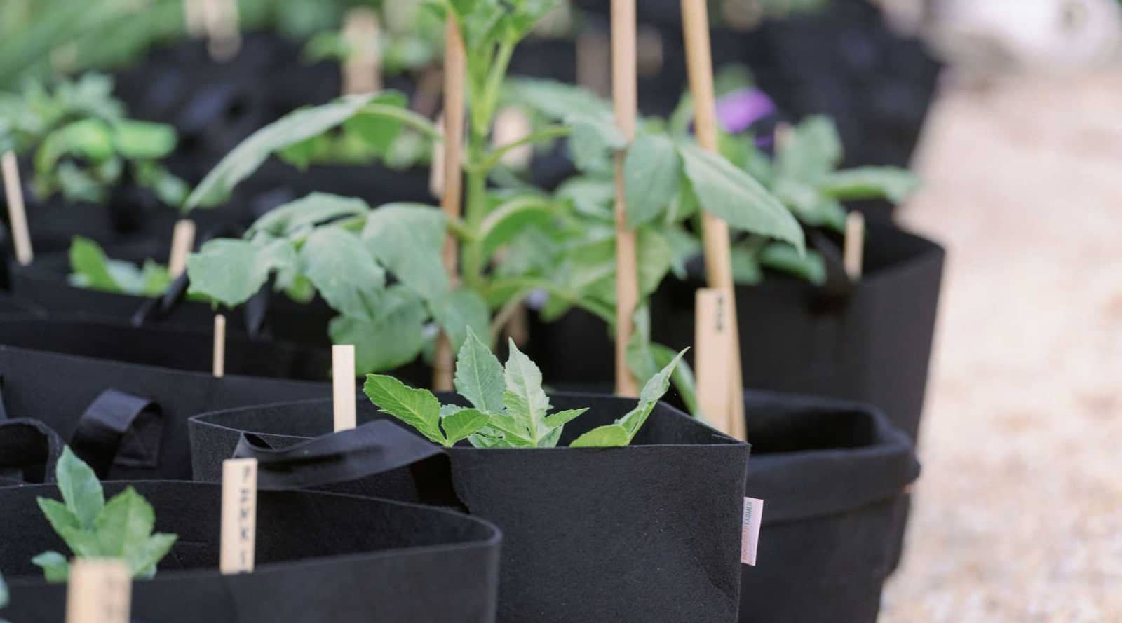 Are Grow Bags Better Than Plastic Pots: The Ultimate Comparison