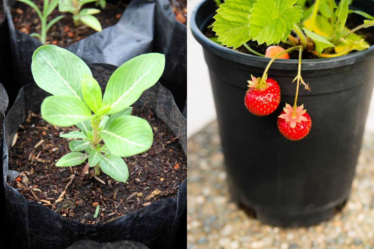 Are Grow Bags Better Than Plastic Pots: The Ultimate Comparison
