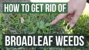 How To Get Rid Of Broadleaf Weeds