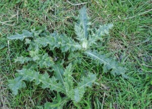 How To Get Rid Of Thistle Weeds