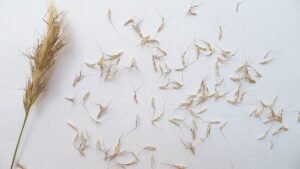 How To Harvest Your Own Grass Seed